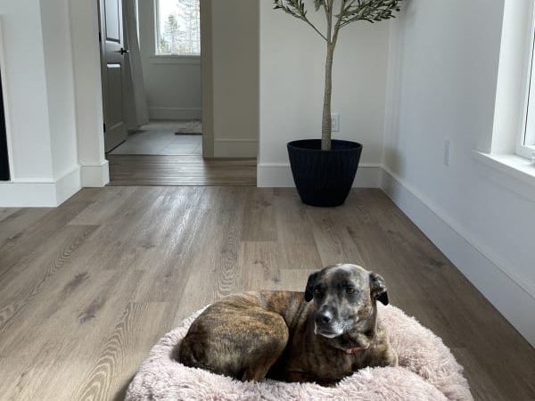 Brown dog and a fluffy dog bed, resting on luxury vinyl planks in a hallway.