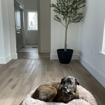A home interior showcasing light wood plank flooring, crisp white baseboards and door trim, a decorative olive tree in a black planter, and a dog resting on a fluffy pink pet bed.